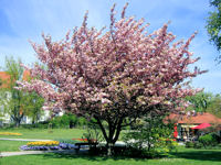 Rose blühender Mandelbaum im hagnauer Park