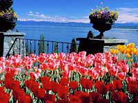 Tulpen Insel Mainau