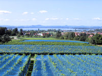 Reichenau nordwestliche Insel Blick vom Hochwart über die norwestliche Insel mit Weinreben, Gebäuden, dem Bodensee bis zu den Hegaubergen