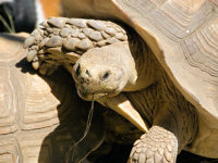 Landschildkröte beim Sonnen