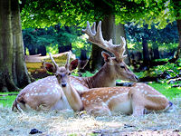 Rehe beim Ausruhen